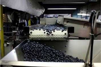 Com planificar una línia de processament de puré de baies per a maduixes, nab...